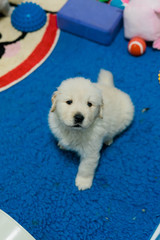 Golden Retriever Puppy in Play Area