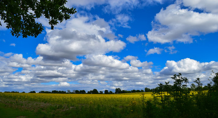 Fototapeta na wymiar Field of Yellow Goldenrod Under Blue Sky with Clouds