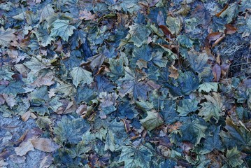 gray brown floral texture of wet fallen maple leaves on the ground