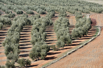 Olive field next to land prepared for cultivation