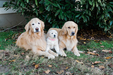 Golden Retriever Family Portrait with Puppy