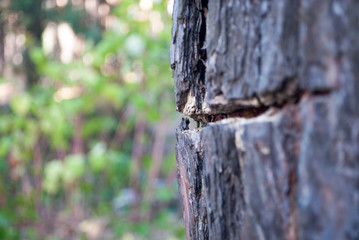 trunk of a tree