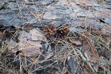 Cones in fallen pine foliage