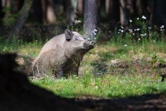 Wildschwein in einer Suhle