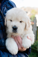 Person Holding Golden Retriever Puppy