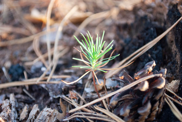 Dried brown-yellow needles of a pine branch. Pine with green and autumn yellow needles.