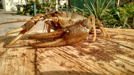 Crayfish