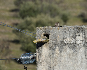 Small yellow-eyed owl on an old electricity tower in an olive field