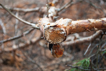 Bark of Pine Tree. Nature texture. Wood background. Round cut down tree with annual rings as a wood texture.