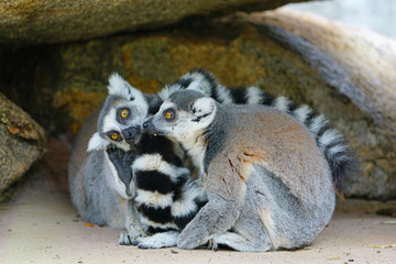 Two black and white ring-tailed lemurs (lemur catta) from Madagascar with shiny eyes