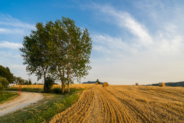 Wheat fields in hills of Verucchio in Romagna