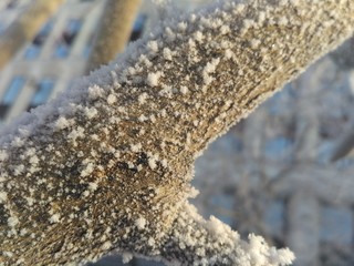 frost on tree