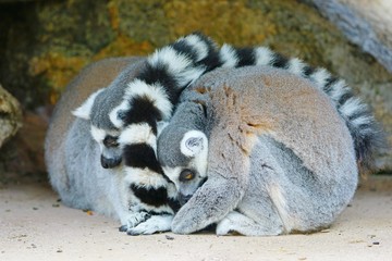 Two black and white ring-tailed lemurs (lemur catta) from Madagascar with shiny eyes
