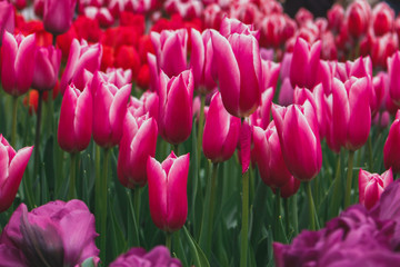 Wonderful field of mixed red and pink tulips in park in the Netherlands
