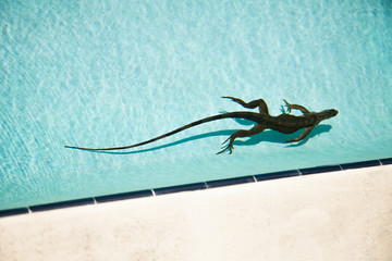 Iguana in pool