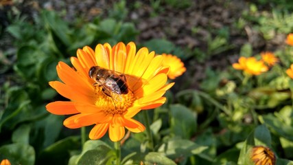 bee on yellow flower