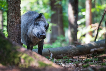 Wildschwein reibt sich an einem Baum