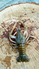 Crayfish on a wooden Board