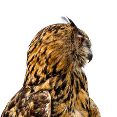 Beautiful eurasian eagle owl portrait.