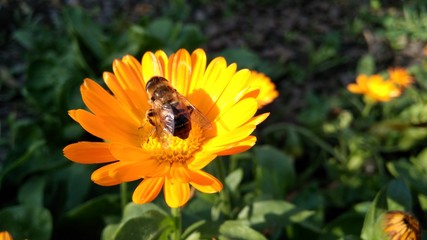 bee on yellow flower
