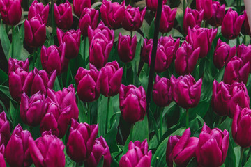 Wonderful field of purple tulips in park in the Netherlands