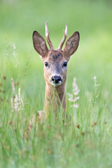 Rehbock ruhend in einer Wiese