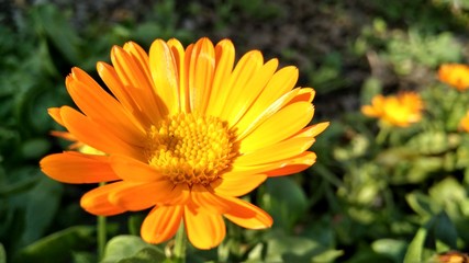 yellow flower in the garden