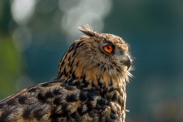 Beautiful eurasian eagle owl portrait.