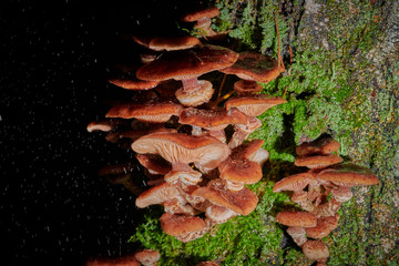 large caps mushrooms on a tree on a background and with raindrops in macro