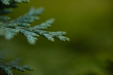 drops on green leaf