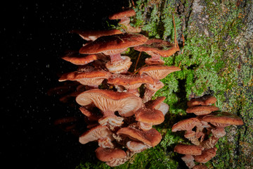 large caps mushrooms on a tree on a background and with raindrops in macro