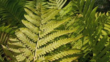 leaves of fern