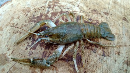 crawfish on white background