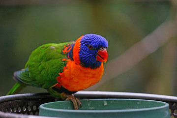 View of a colorful lorikeet bird at a bird feeder in Melbourne, Australia