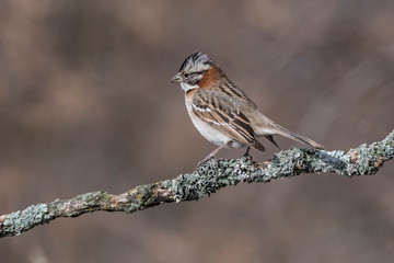 Rufous collared Sparrow,in Caldén forest environment, Patagonia, Argentina