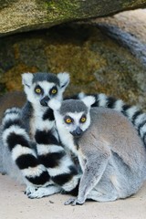 Two black and white ring-tailed lemurs (lemur catta) from Madagascar with shiny eyes