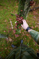 Mushroom picker picks mushrooms from a tree. Arm and legs are visible