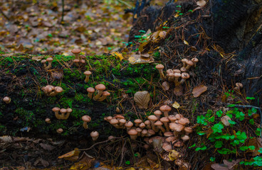 large caps mushrooms on a tree on a background and with raindrops in macro