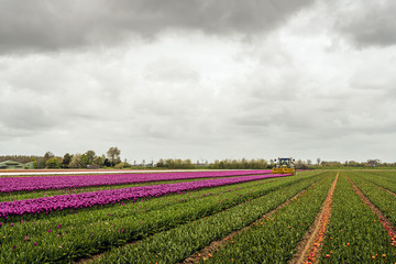 Mechanized cutting off the flower heads in a tulip field