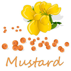 Collection of mustard vector illustrations: mustard seeds, flower, leaves and pod. Isolated on white background.