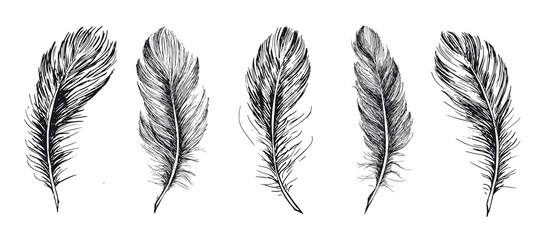 Feathers set. Hand drawn on white background.