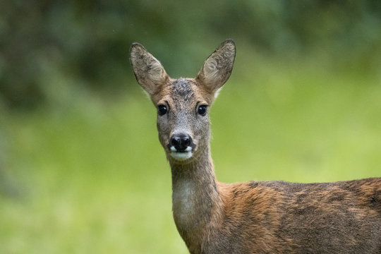F&uuml;hrende Ricke mit Bockkitz