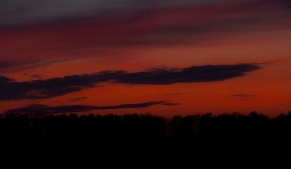 Astonishing red dusk with black trees silhouettes