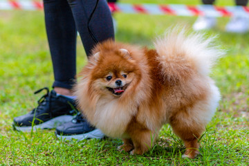 female pomeranian tongue is out and very hairy