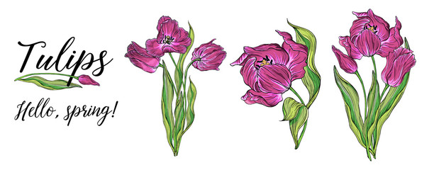 compositions of vector colored Tulip flowers, spring flowers