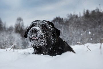 Labrador Shikki 3