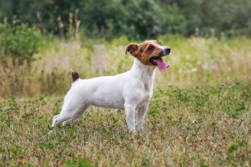 Jack Russell terrier standing on grass meadow, her tongue sticking out, looking up - waiting for ball to be thrown. View from side