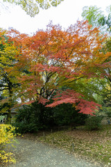六義園の紅葉