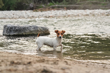 Small Jack Russell terrier walking in shallow water near river shore, looking to camera, side view