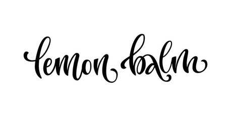 Vector hand drawn calligraphy style lettering word - Lemon balm.